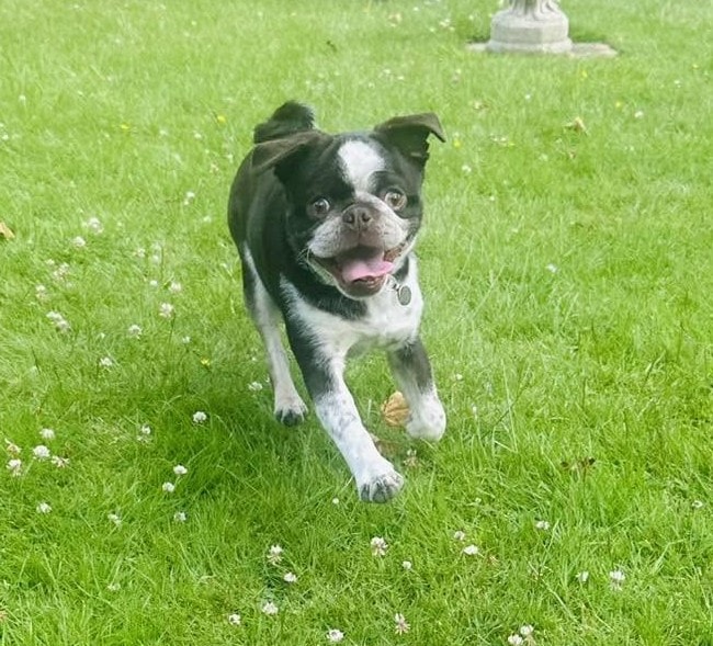 Koopa