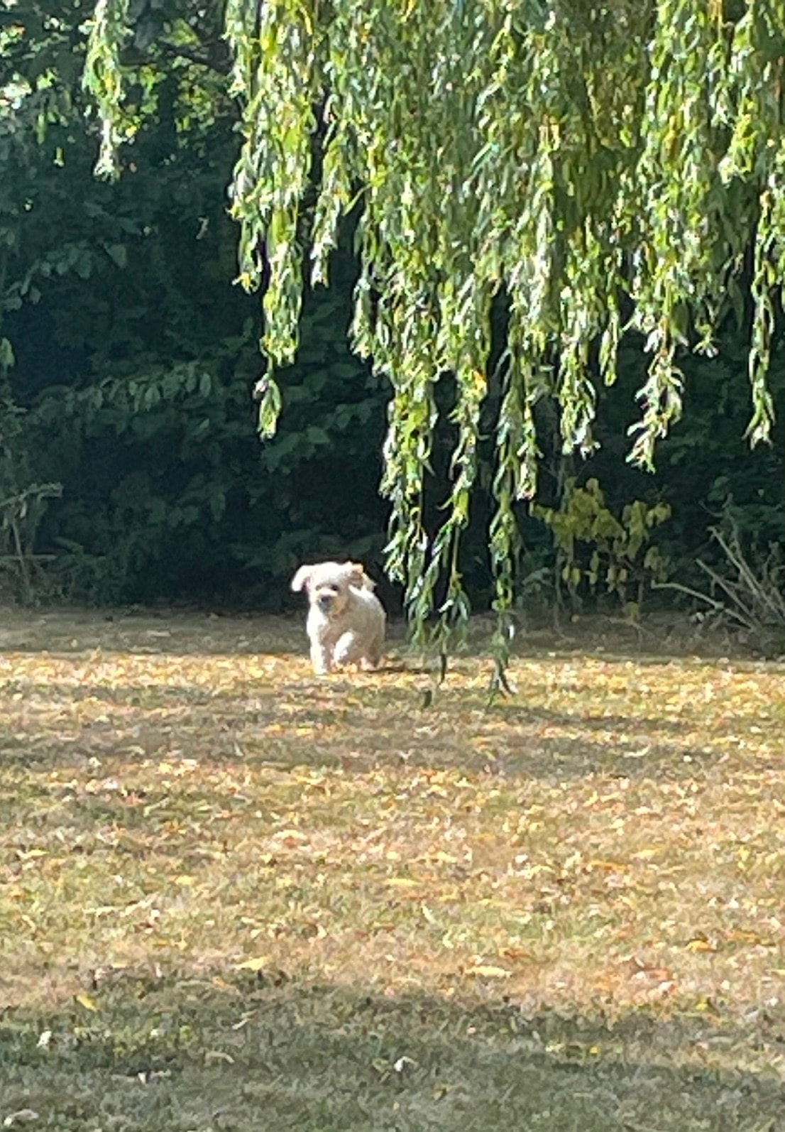 Stella